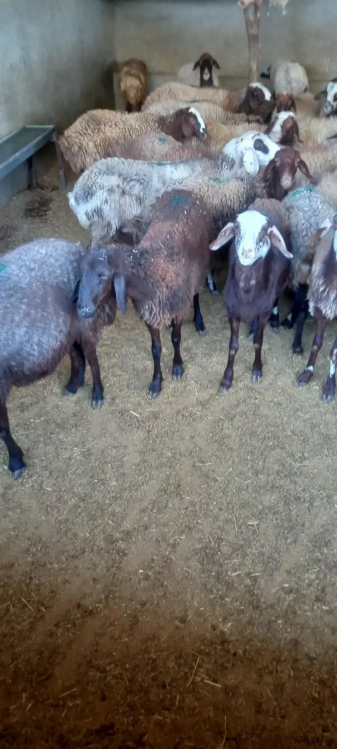 میش داشتی و بره|حیوانات مزرعه|کوهدشت, |دیوار