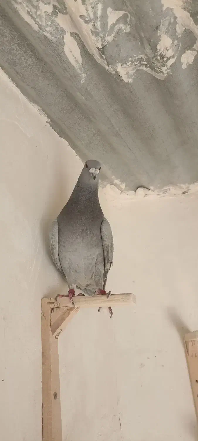 کبوتر مسافتی|پرنده|مشهد, حسین‌آباد|دیوار