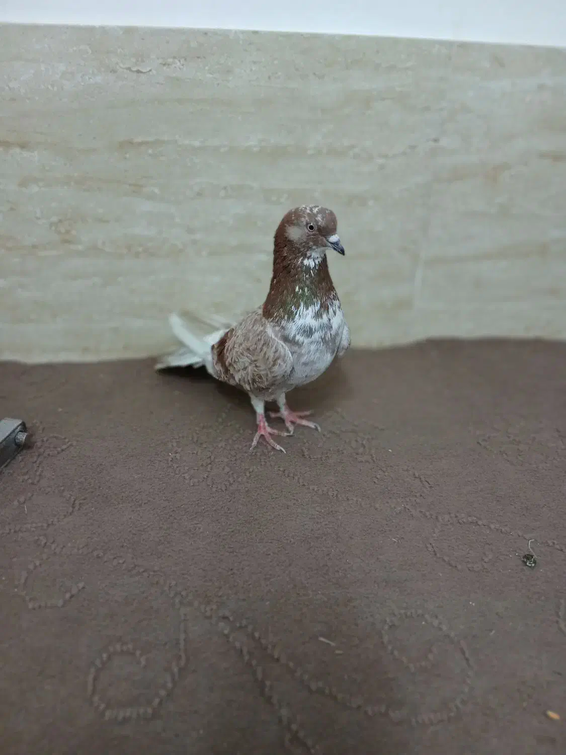 جوجه کفتر گمشده|حیوانات|قم, سید معصوم|دیوار