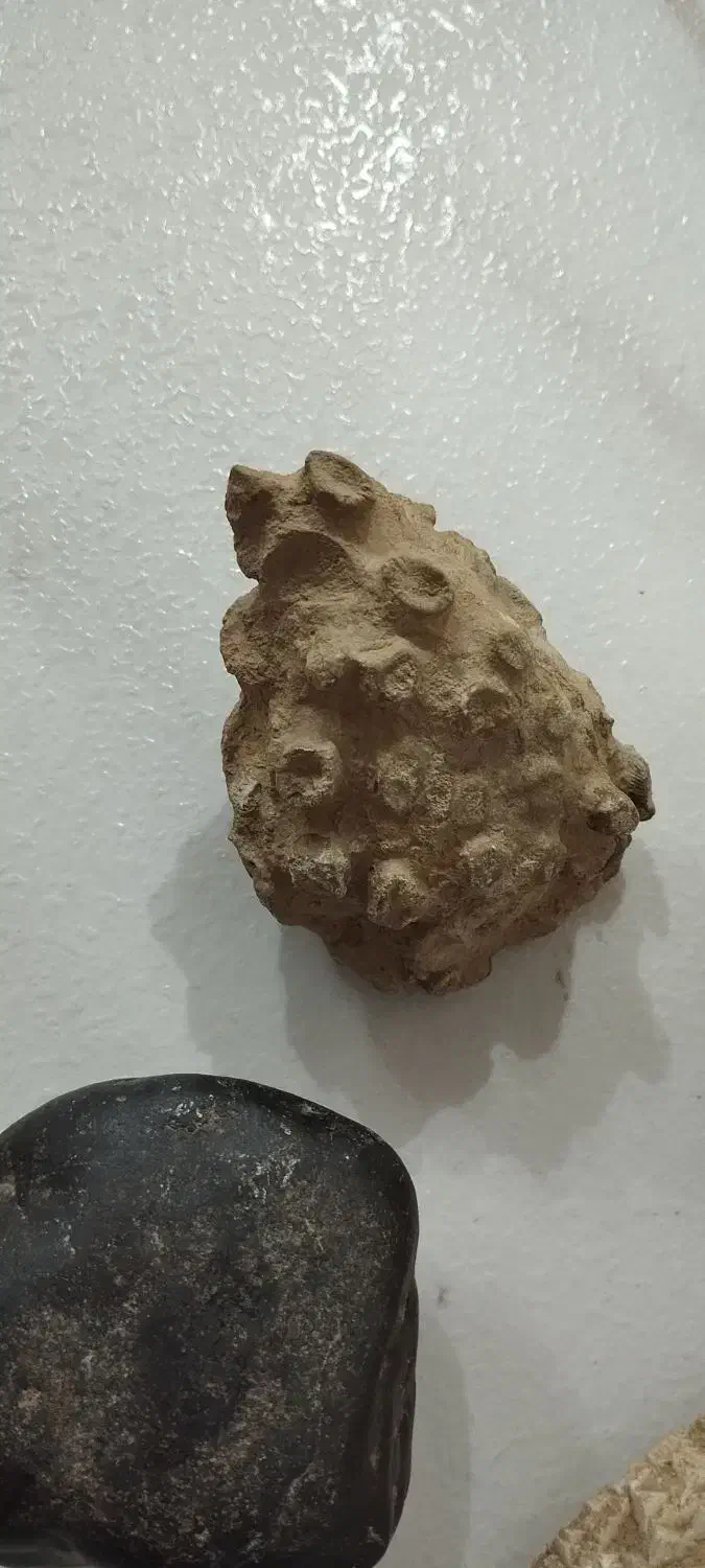 فروش سنگ فسیل|کلکسیون اشیاء عتیقه|تکاب, |دیوار