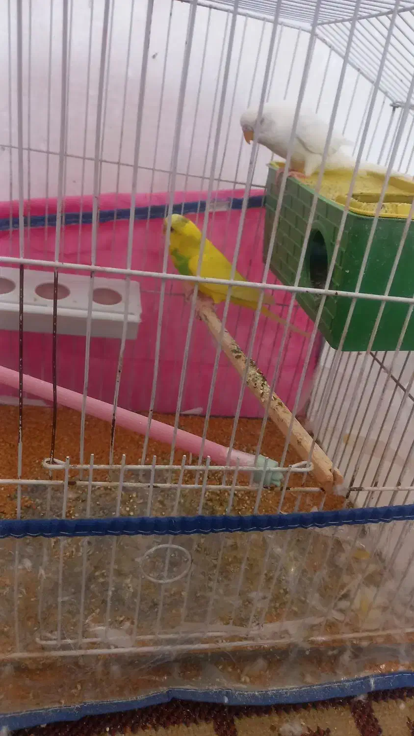 مرغ عشق|پرنده|فسا, |دیوار