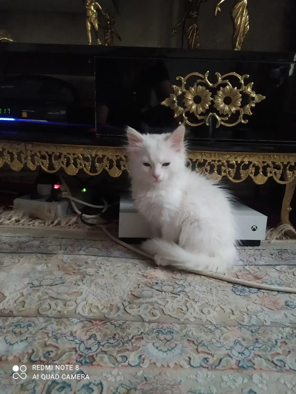 گربه پرشین دوماهه|گربه|مراغه, |دیوار