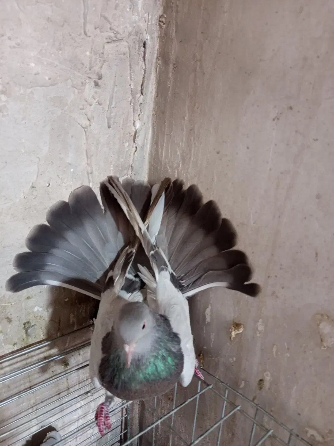 کفتراصفهانی|پرنده|برخوار, |دیوار