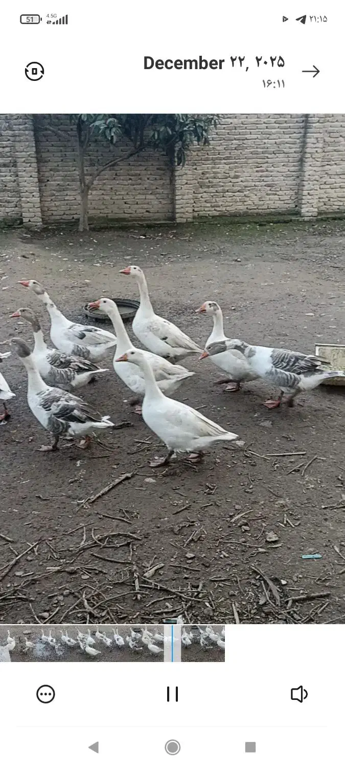 غاز بزرگ|حیوانات مزرعه|بهشهر, |دیوار