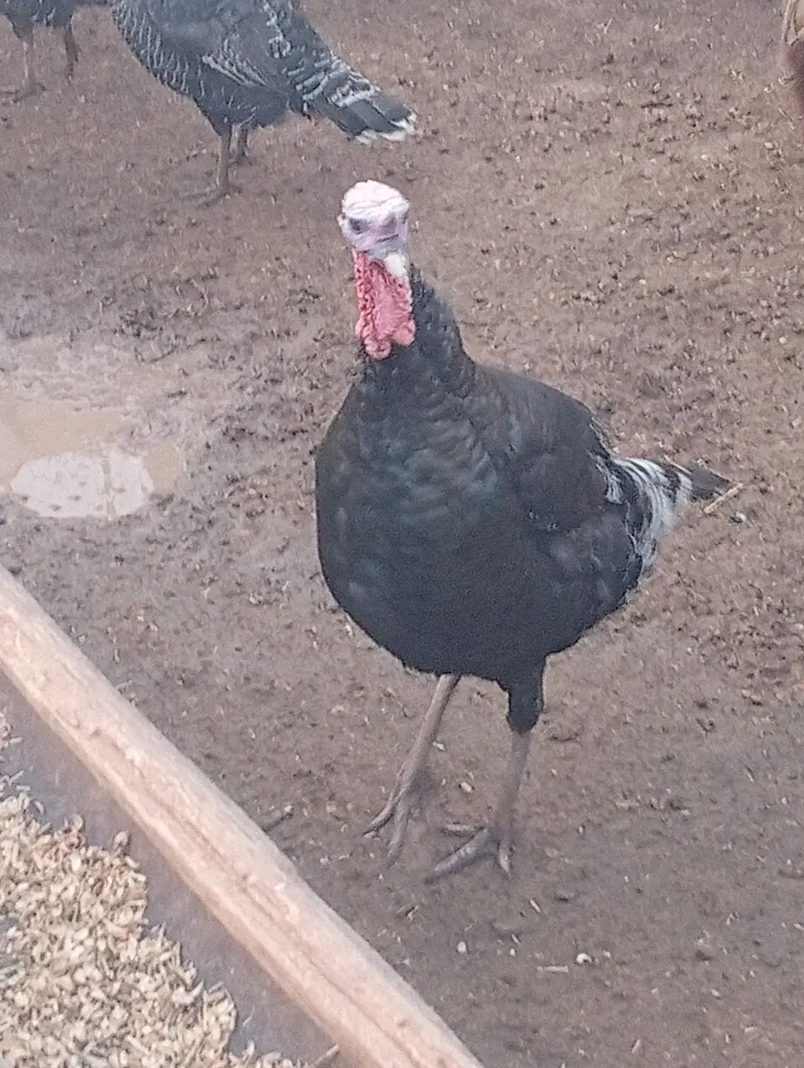 بوقلمون|حیوانات مزرعه|خوشاب, |دیوار