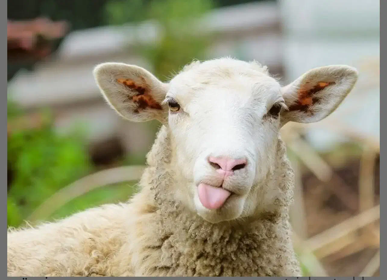 بره نر|حیوانات مزرعه|پیشوا, |دیوار