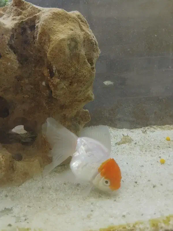 ماهی گلدفیش|ماهی|اسلامآباد غرب, |دیوار