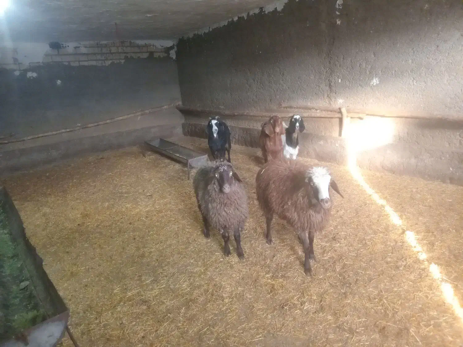 سلام|حیوانات مزرعه|زاغه, |دیوار