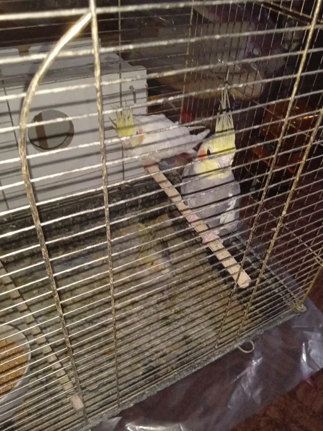 عروس هلندی|پرنده|تبریز, |دیوار