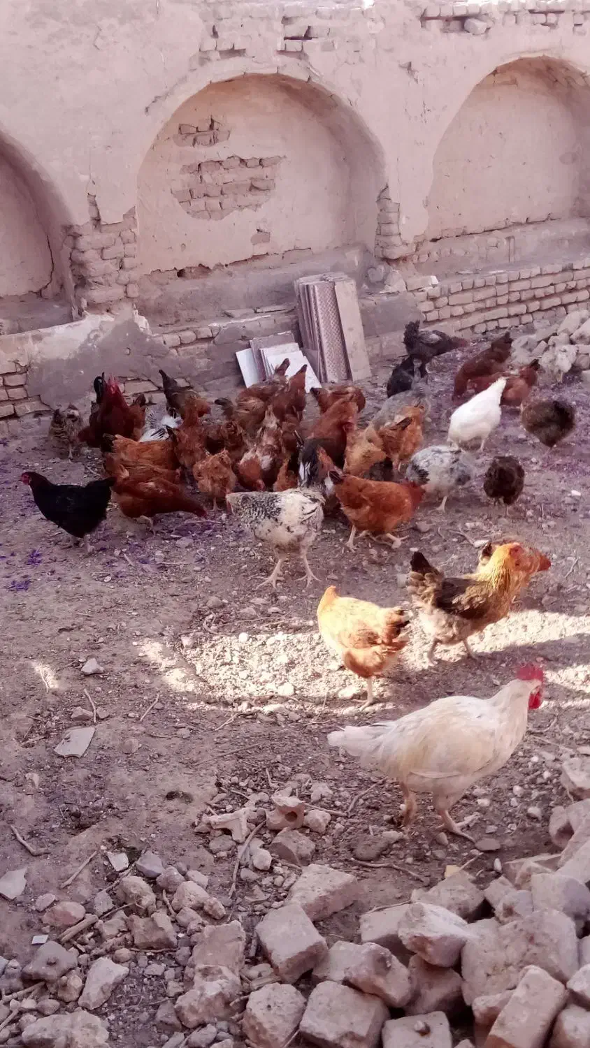 ۵۰تا مرغ طاقچه تخم گذار|حیوانات مزرعه|تربت جام, جامرود|دیوار