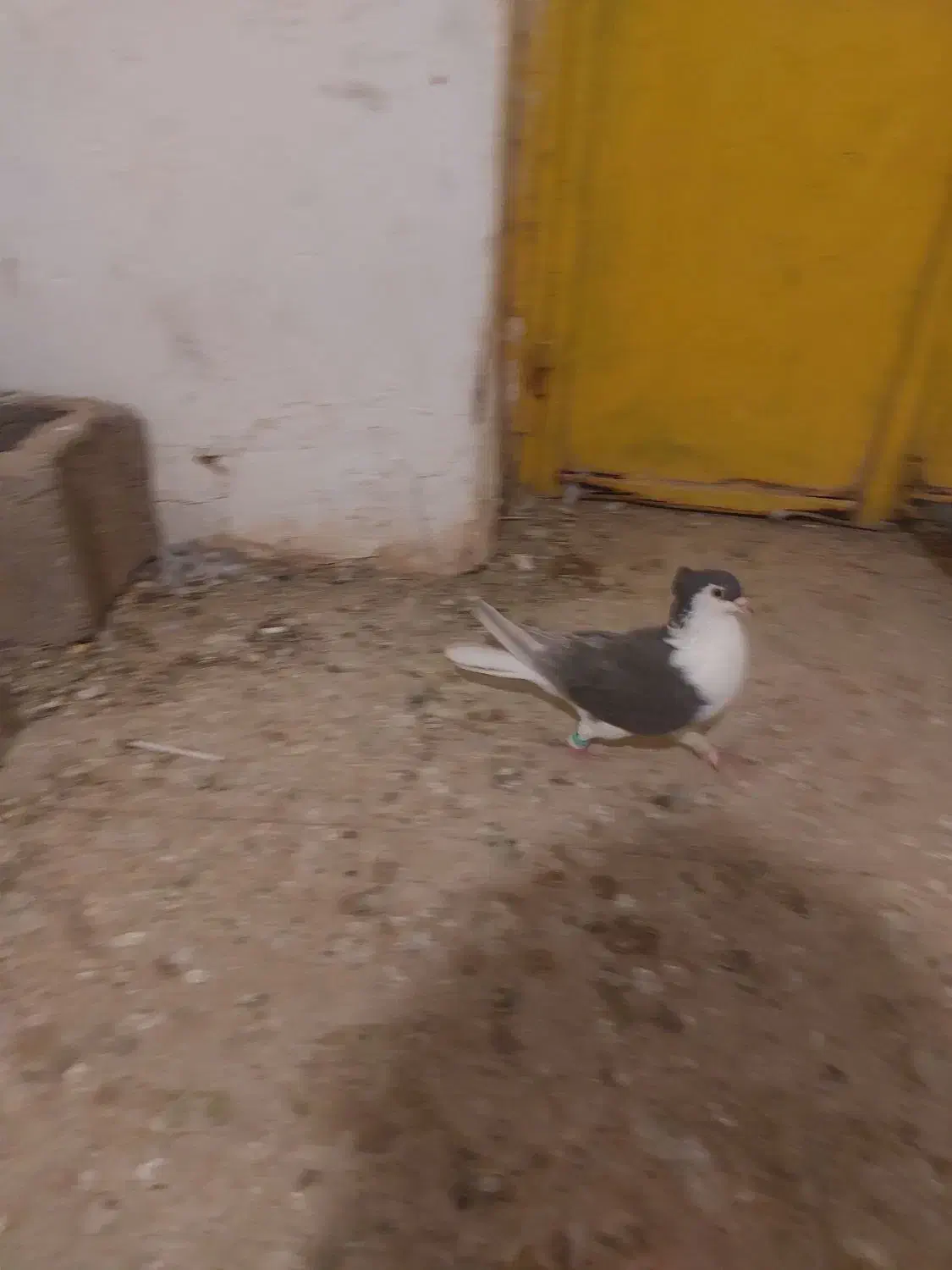 کبوتر مسافتی و رنگه|پرنده|درمیان, |دیوار