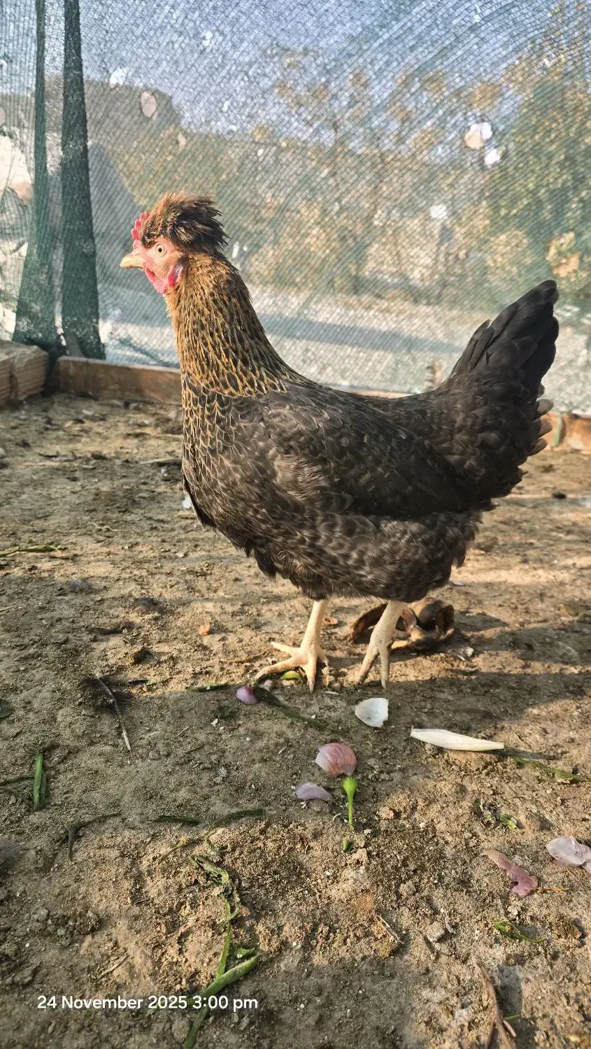 مرغ و خروس فروشی|حیوانات مزرعه|پاکدشت, پاکدشت (مامازند)|دیوار