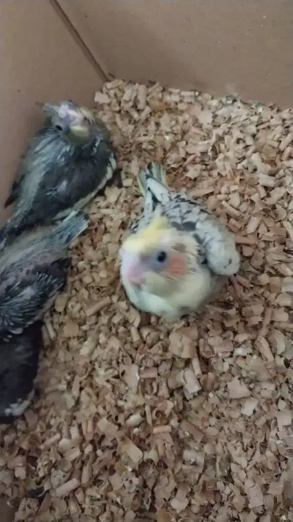 جوجه عروس هلندی سرلاکی دستی|پرنده|یزد, |دیوار