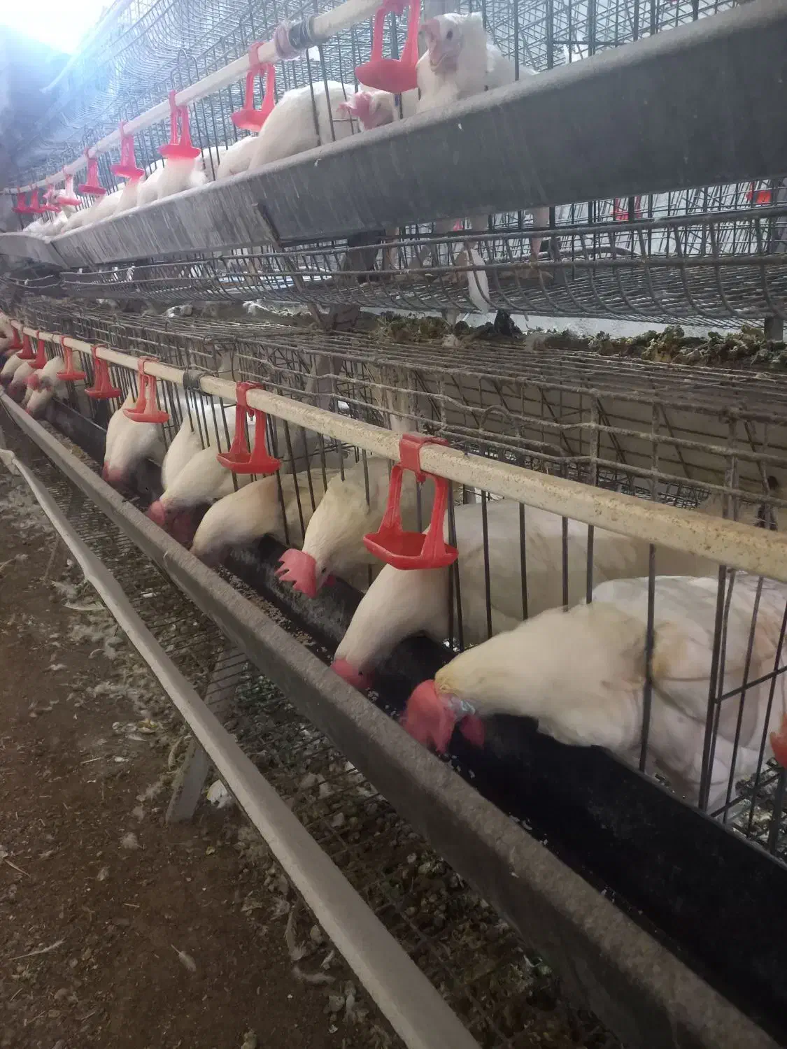 قفس مرغ تخمگذار ممبری ۲۲۰ سری در حد|لوازم جانبی حیوانات|بروجرد, |دیوار