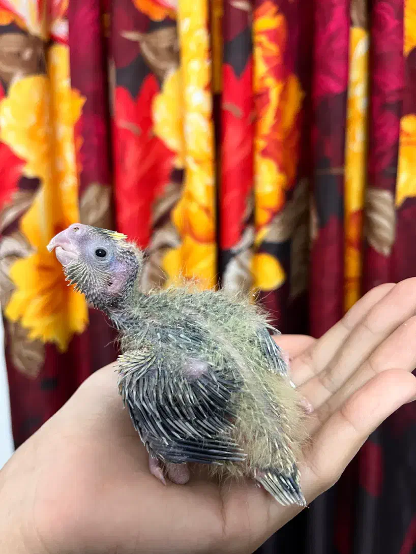 عروس هلندی سرلاکی|پرنده|لنگرود, |دیوار