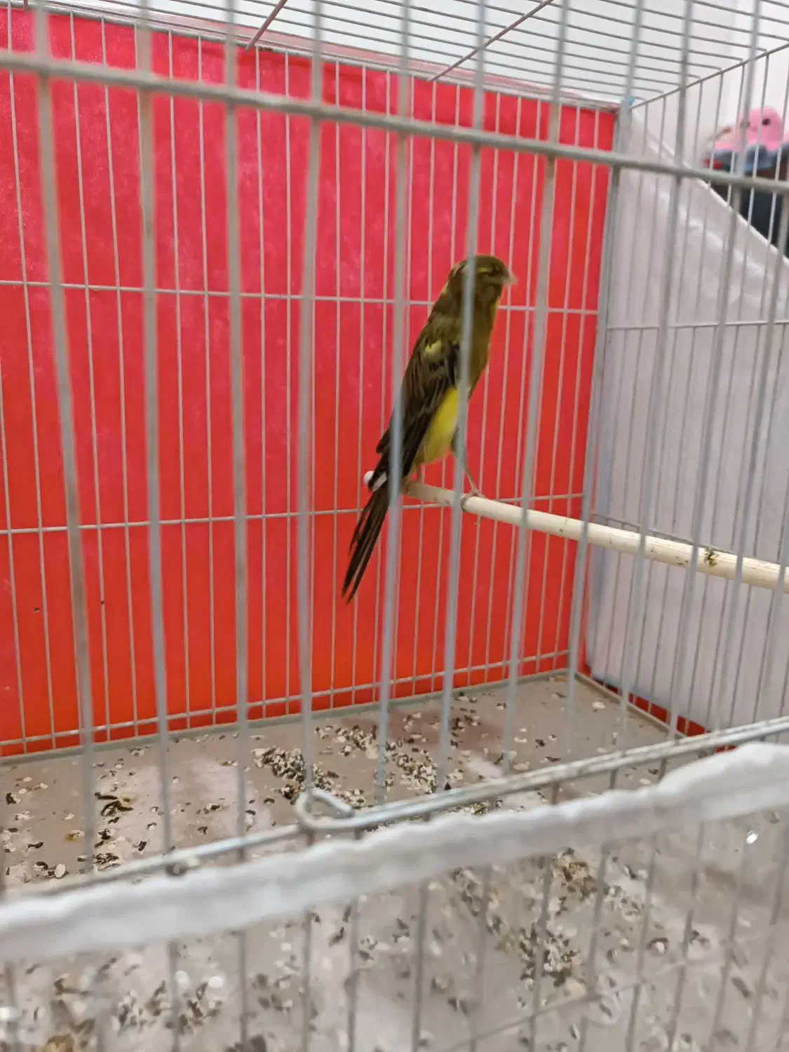 قناری نر رسمی بلند|پرنده|مشهد, امیر المومنین|دیوار