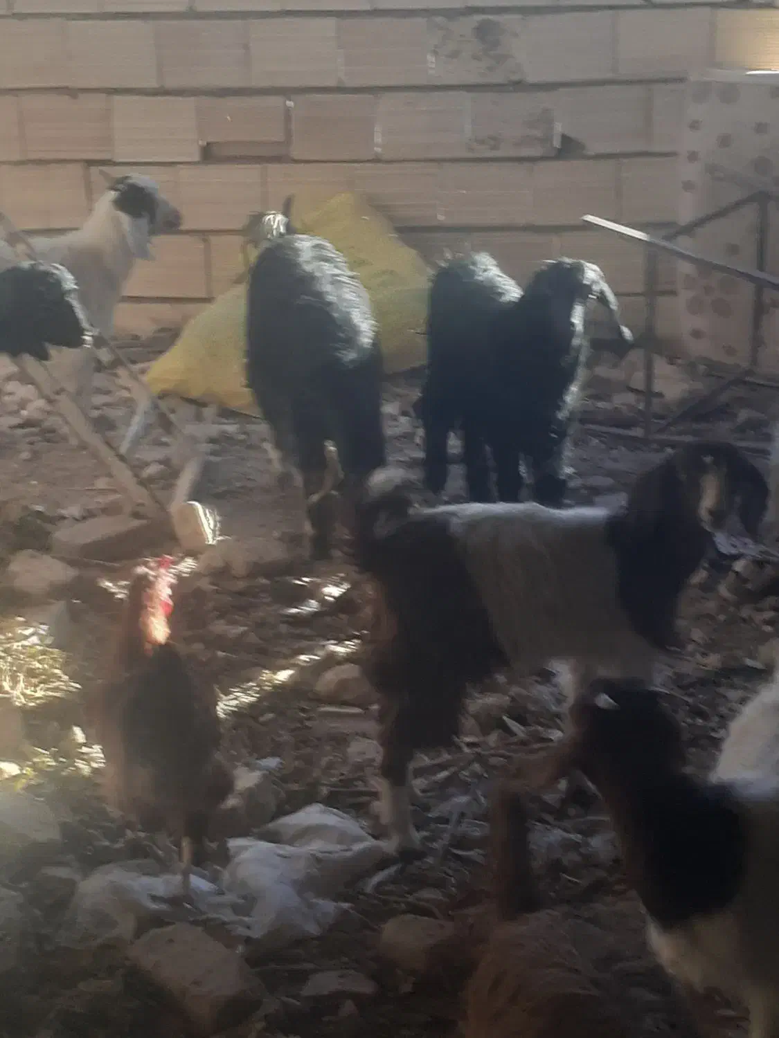 بزغاله چهارده عدد چهار عدد نر ده عدد ماده سالم|حیوانات مزرعه|سبزوار, اسلام آباد|دیوار