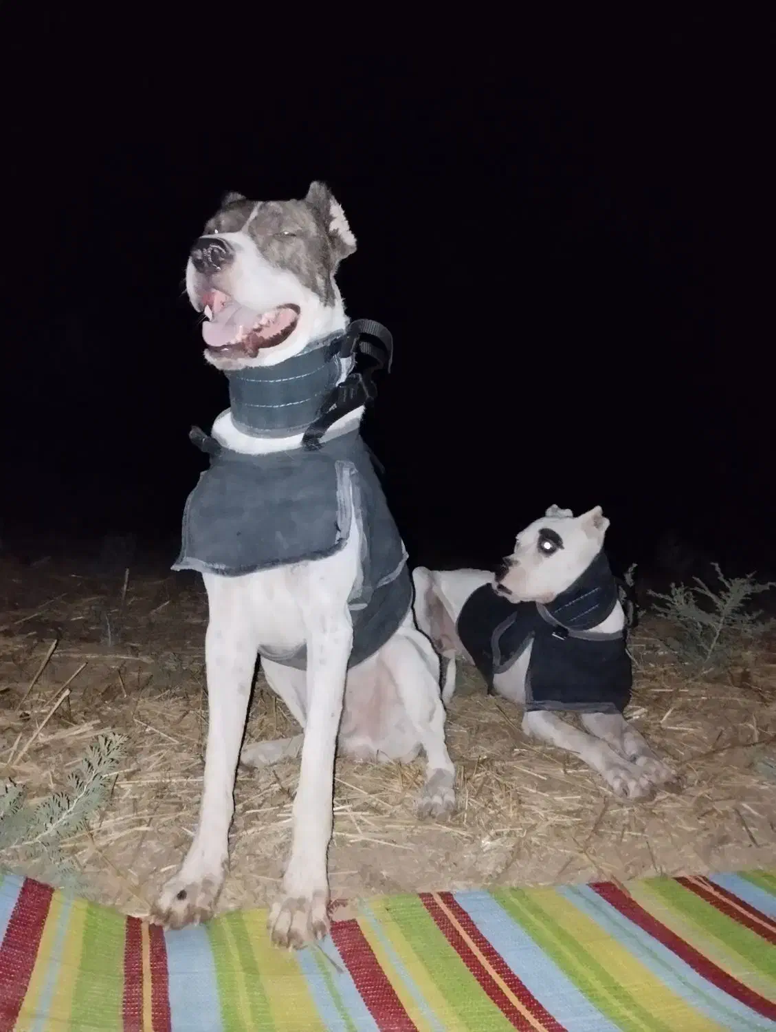 سگ شکاری|سگ|سرپل ذهاب, |دیوار