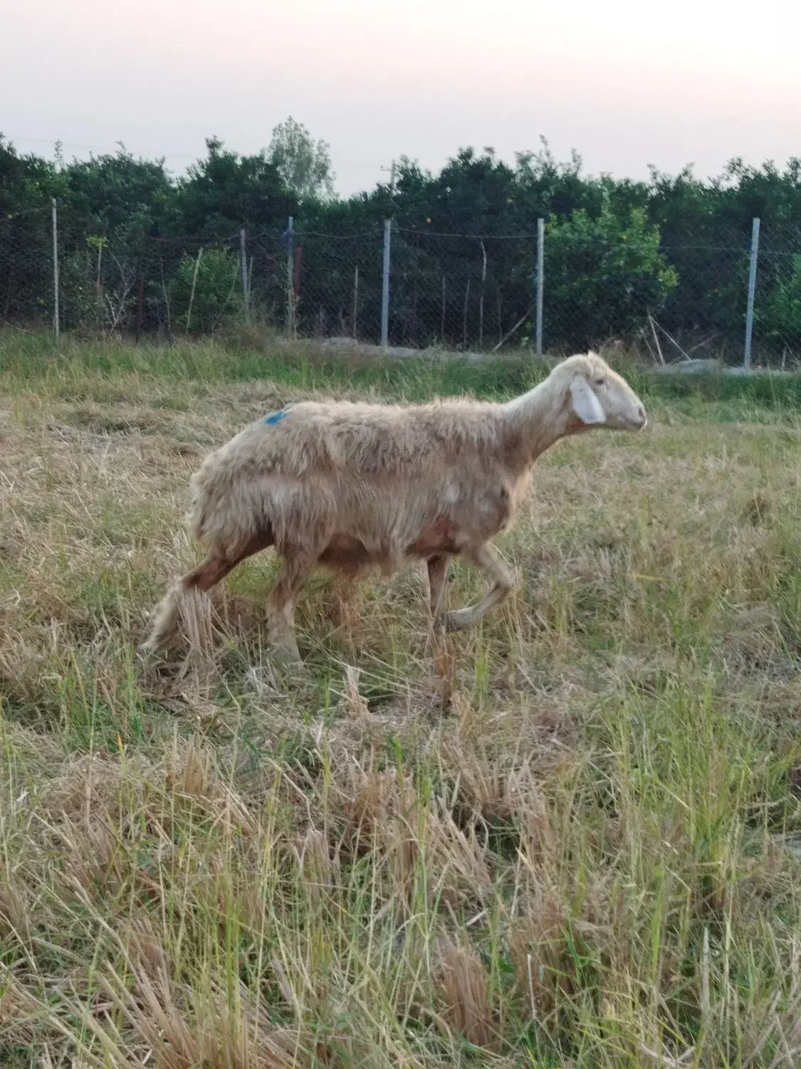 گوسفند آبستن افشاری|حیوانات مزرعه|طبقده, |دیوار