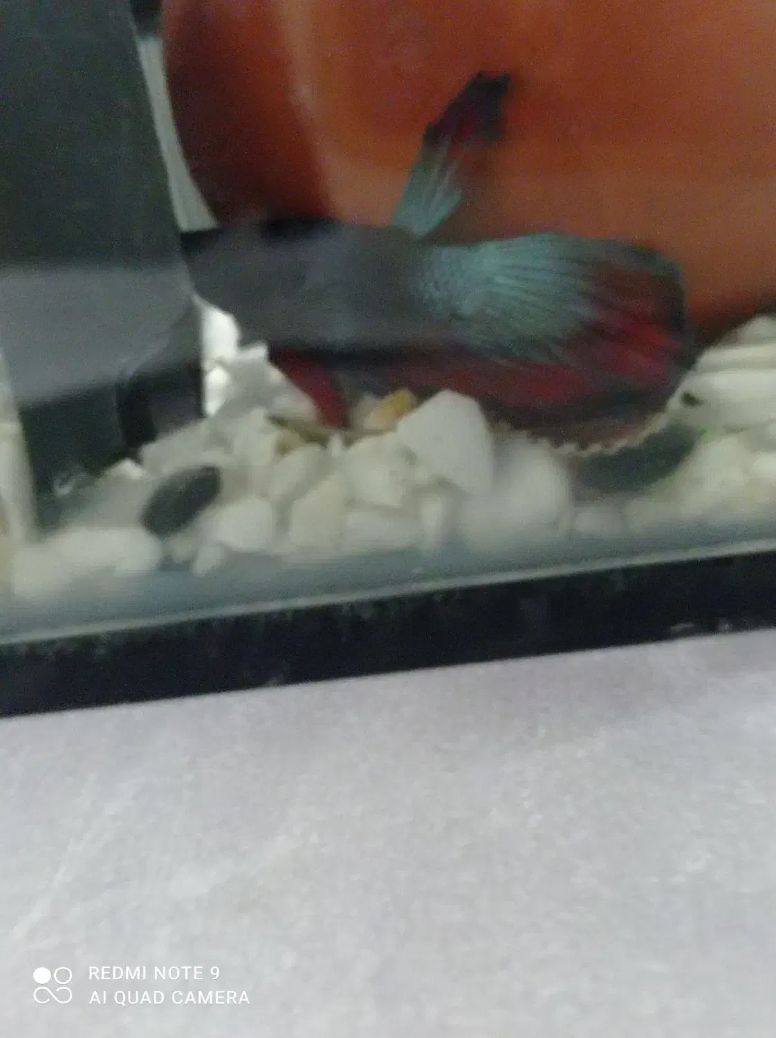 ماهی فایتر نر قیمت 2۰۰ هزار تو مان|ماهی|اندیشه, اندیشه فاز ۱|دیوار