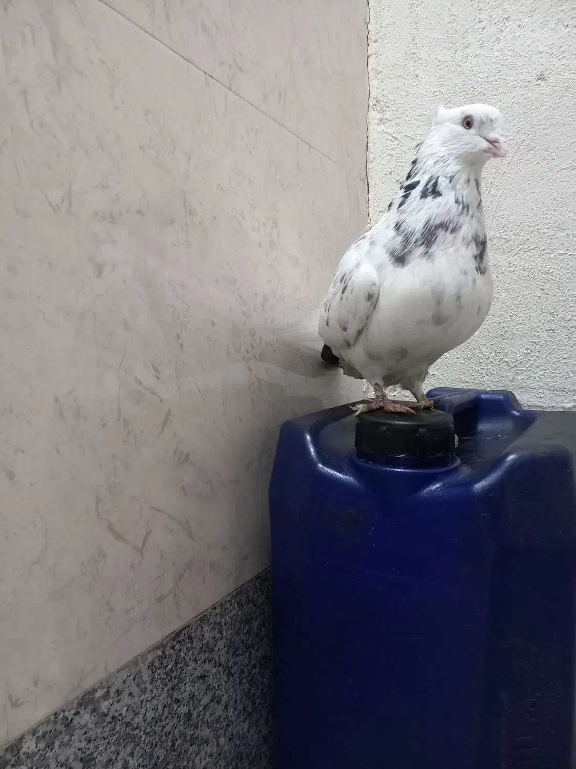 کفتر اصفهانی|پرنده|برخوار, |دیوار