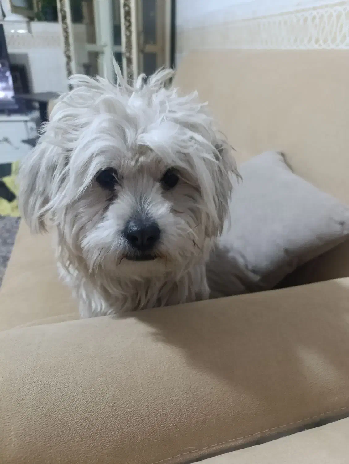 نژاد شیتزو تریر مهربون واروم|سگ|کرمان, |دیوار