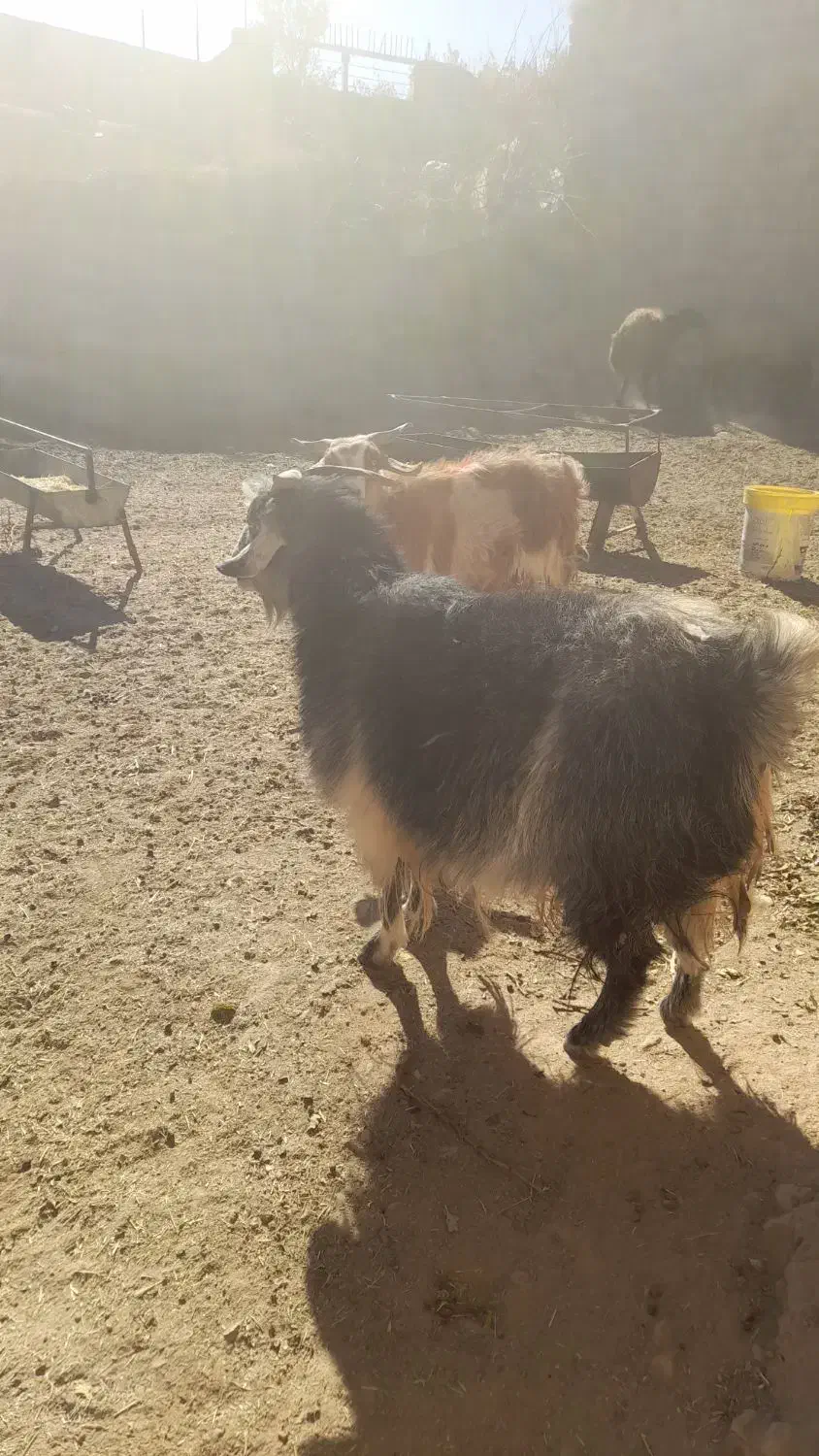 بز ابست فروشی|حیوانات مزرعه|نیمبلوک, |دیوار