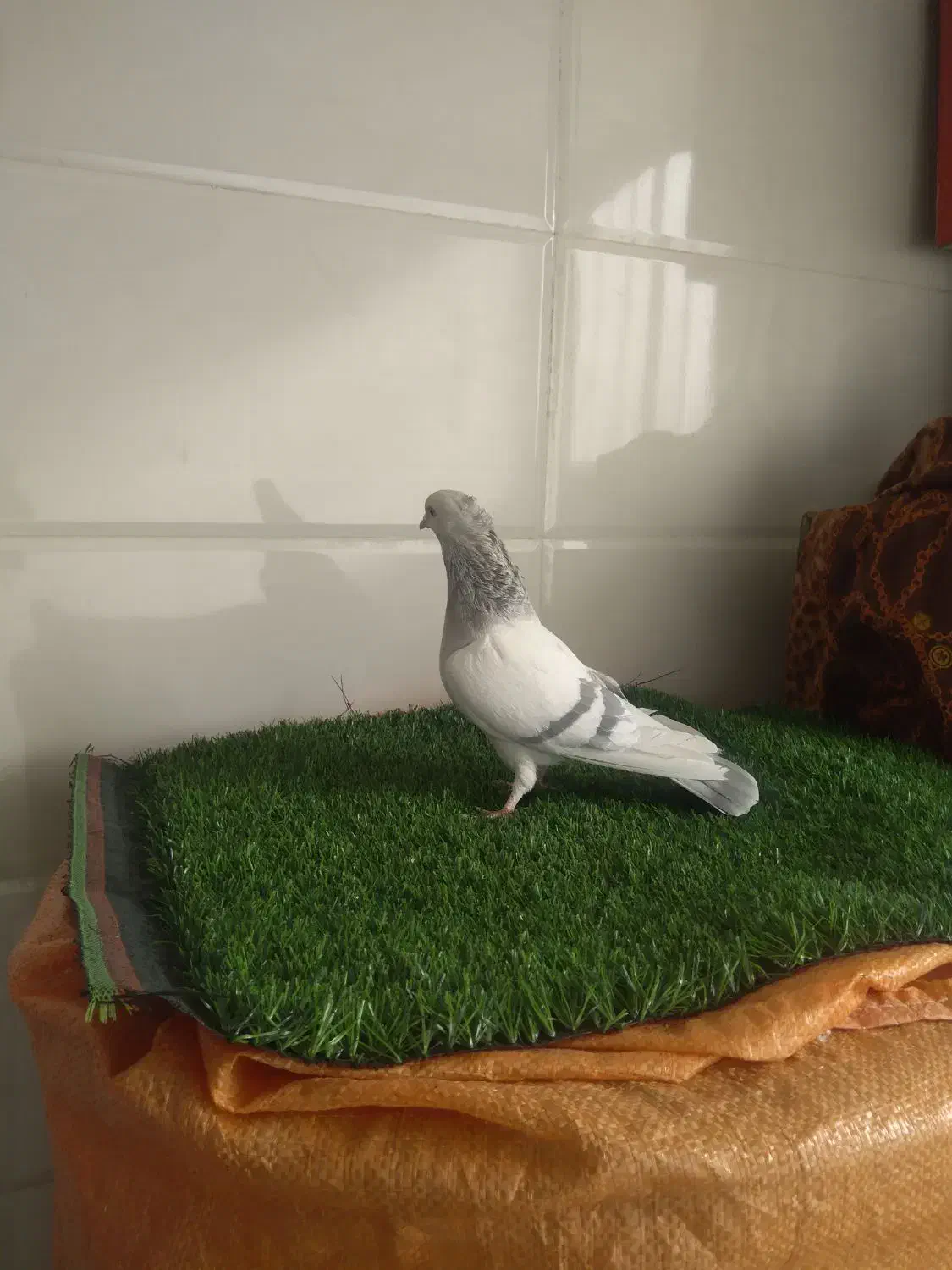 ماده سوسنی|پرنده|زرقان, |دیوار