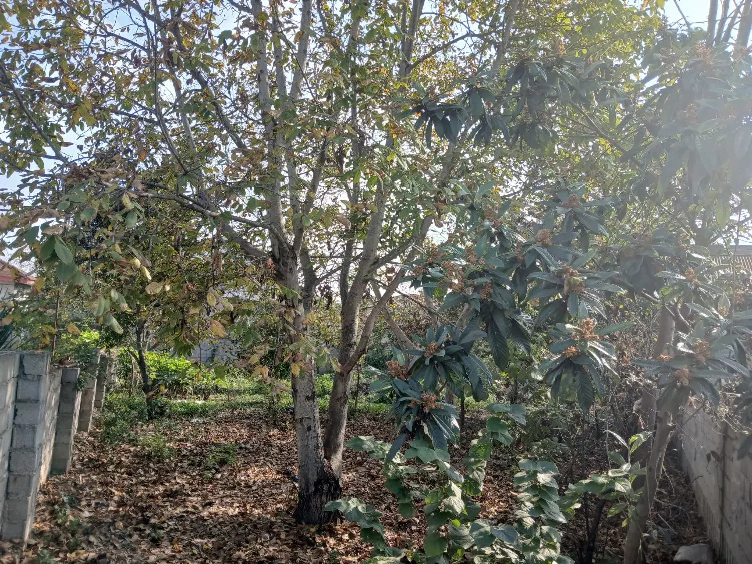 زمین شهری در شاندرمن مسکونی|فروش زمین و ملک کلنگی|شاندرمن, |دیوار