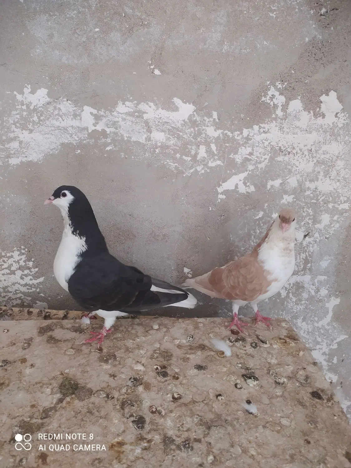 شهری|پرنده|شادگان, |دیوار