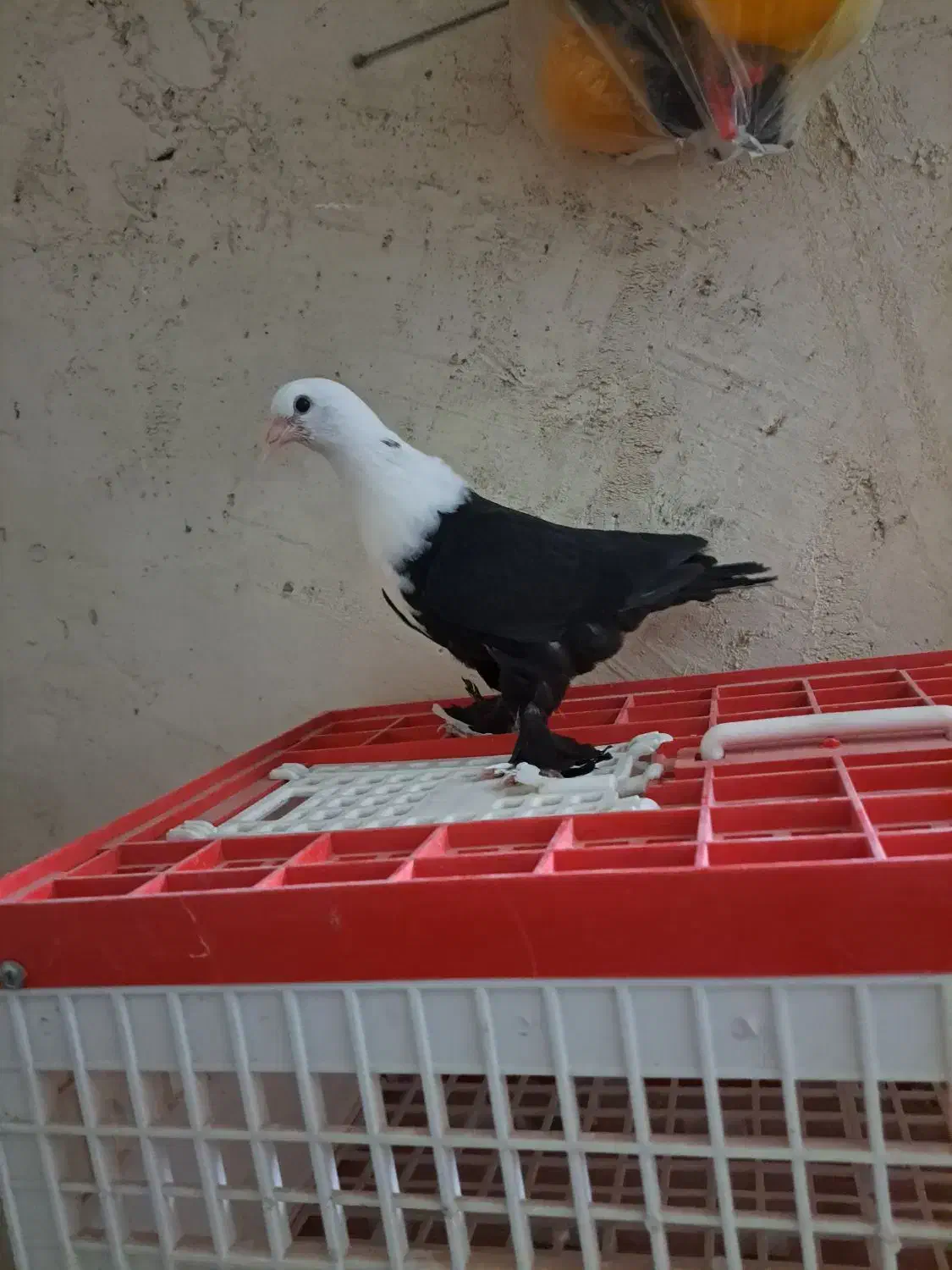 کبوتر|پرنده|دزفول, |دیوار