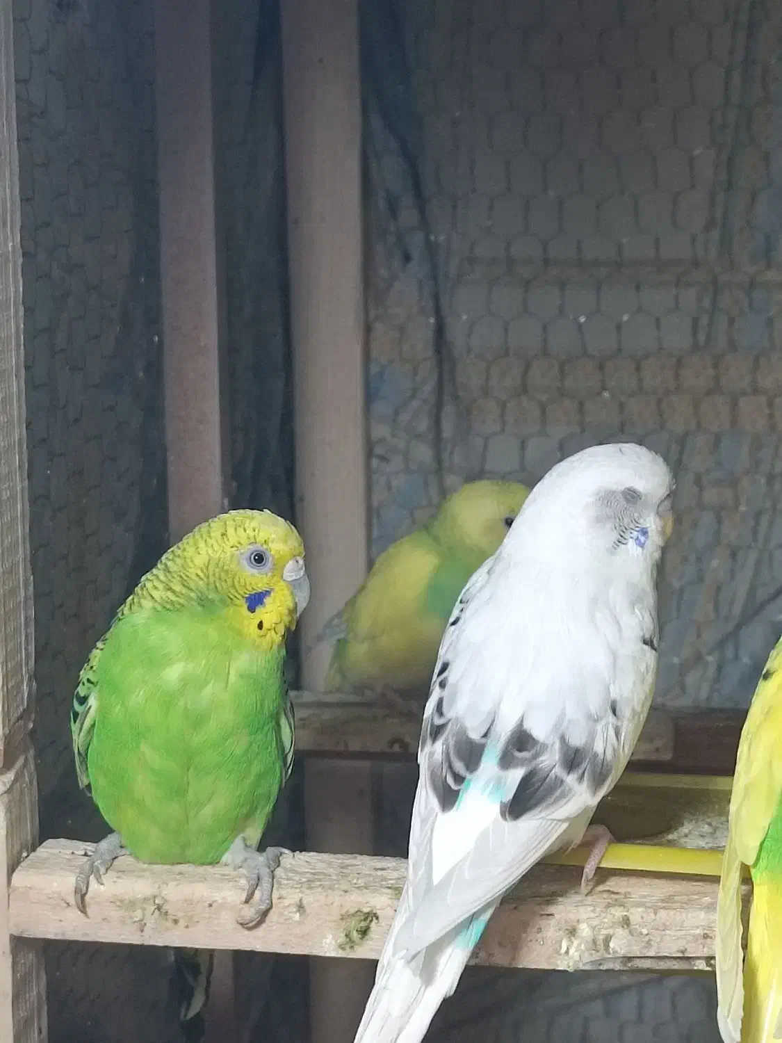 مرغ عشق|پرنده|سراوان, |دیوار