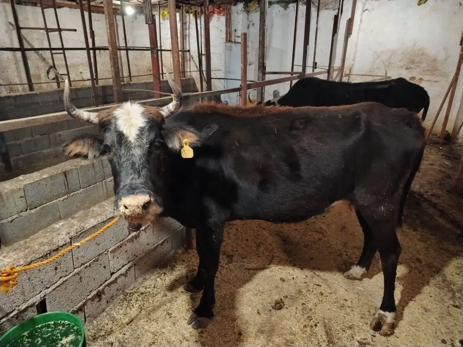 فروش گاو با گوساله. و گاو ابستن|حیوانات مزرعه|نوشهر, |دیوار