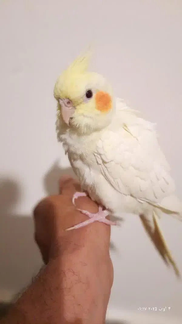 عروس هلندی|پرنده|مشهد, امیرآباد|دیوار