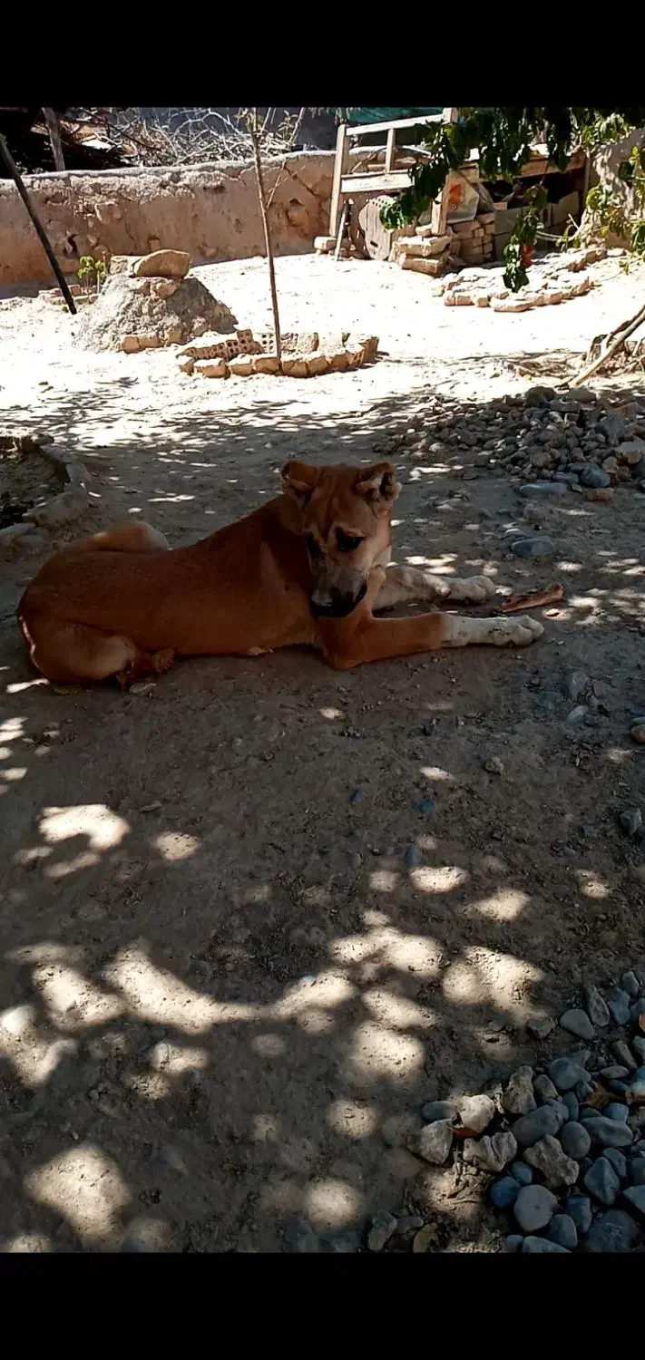 سگ ماده|سگ|مشهد, امیریه|دیوار