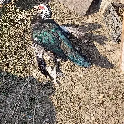 قوغاز افریقایی اردک روسی اسرائیلی نر جوان سنگین|حیوانات مزرعه|تهران, نعمت‌آباد|دیوار