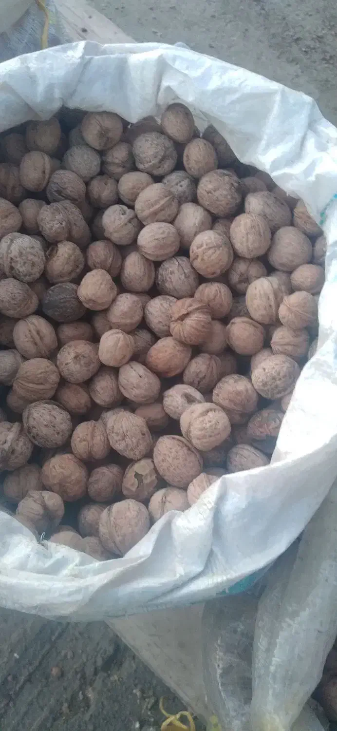 گردو تویسرکان|عمدهفروشی|آبدانان, |دیوار