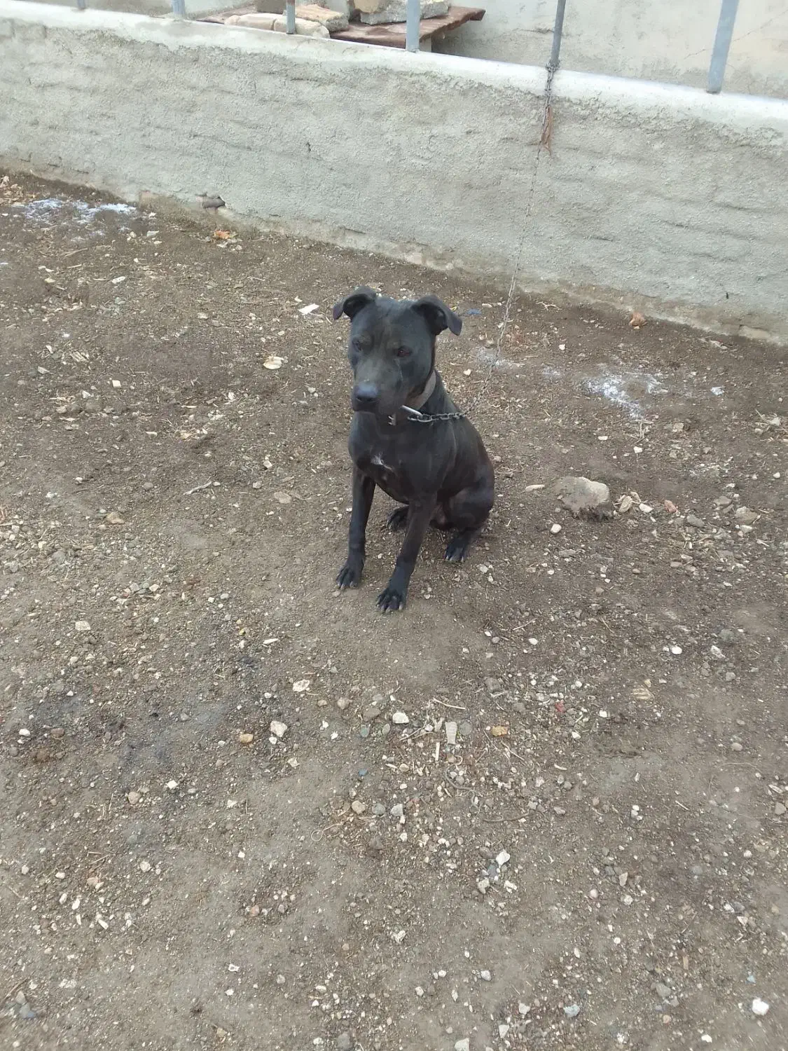 فروش سگ پیت بول|سگ|شیروان (لرستان), |دیوار