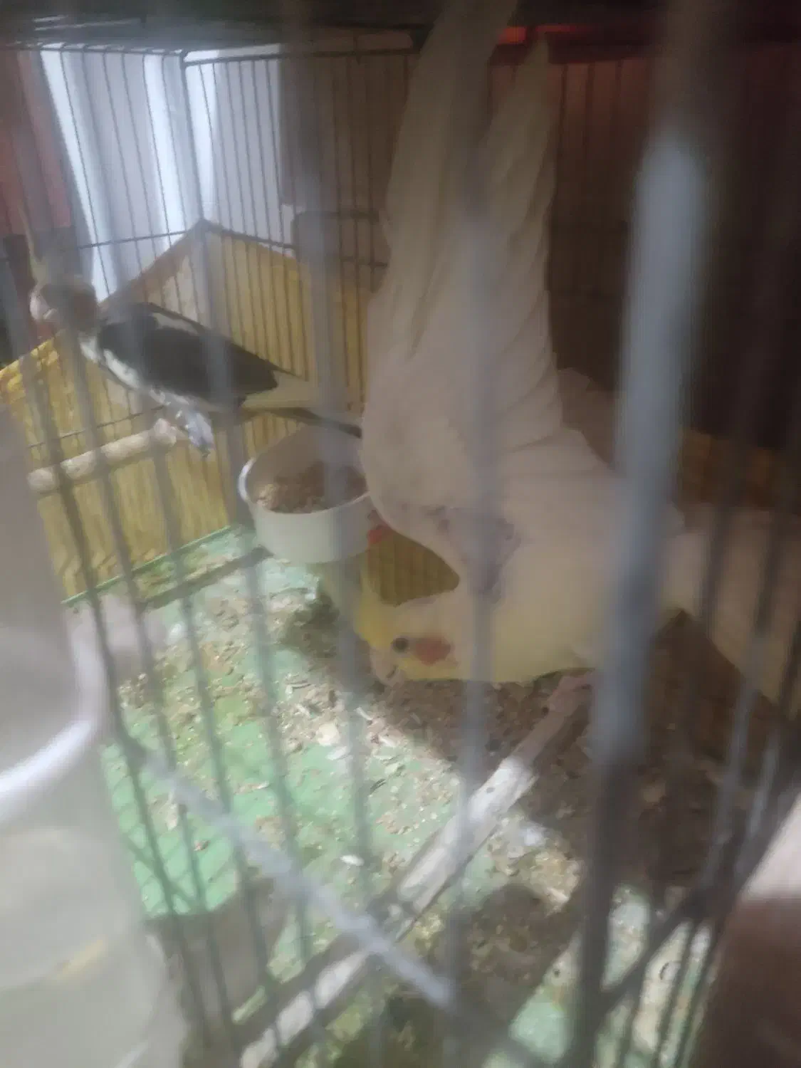 جفت عروس هلندی با پنج عدد جوجه ۱۲ روزه|پرنده|رشت, جانبازان|دیوار