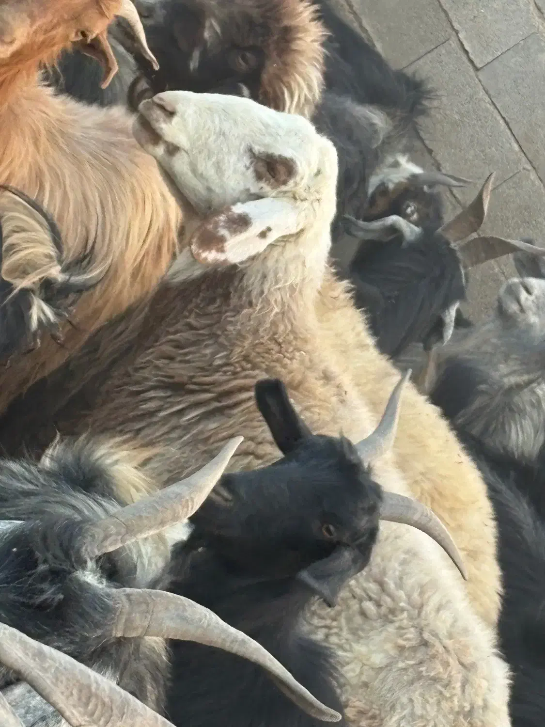 یک راس میش گوشتی|حیوانات مزرعه|بانش, |دیوار