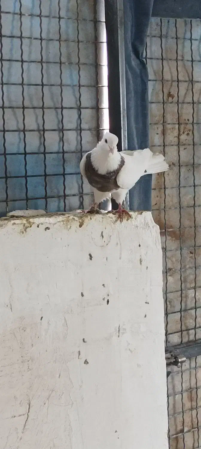 کبوتر|پرنده|سنندج, |دیوار