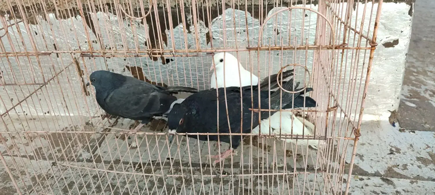 کبوتر|پرنده|ابهر, |دیوار