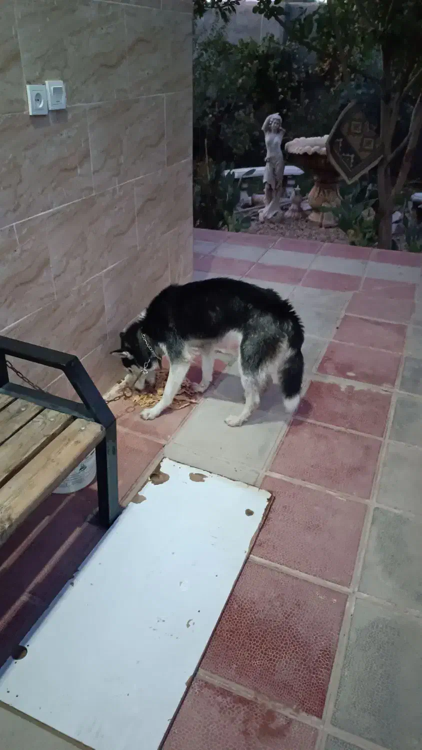 سگ هاسکی|سگ|شریفآباد, |دیوار