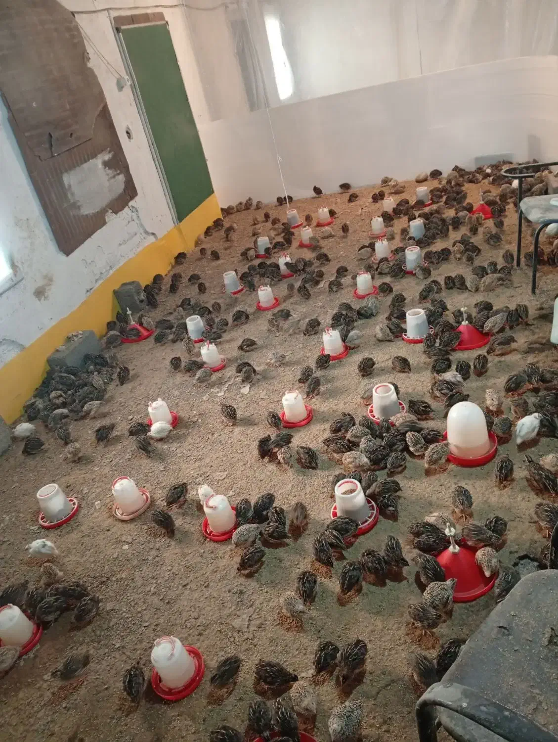 بلدرچین|پرنده|رشت, لاکان|دیوار