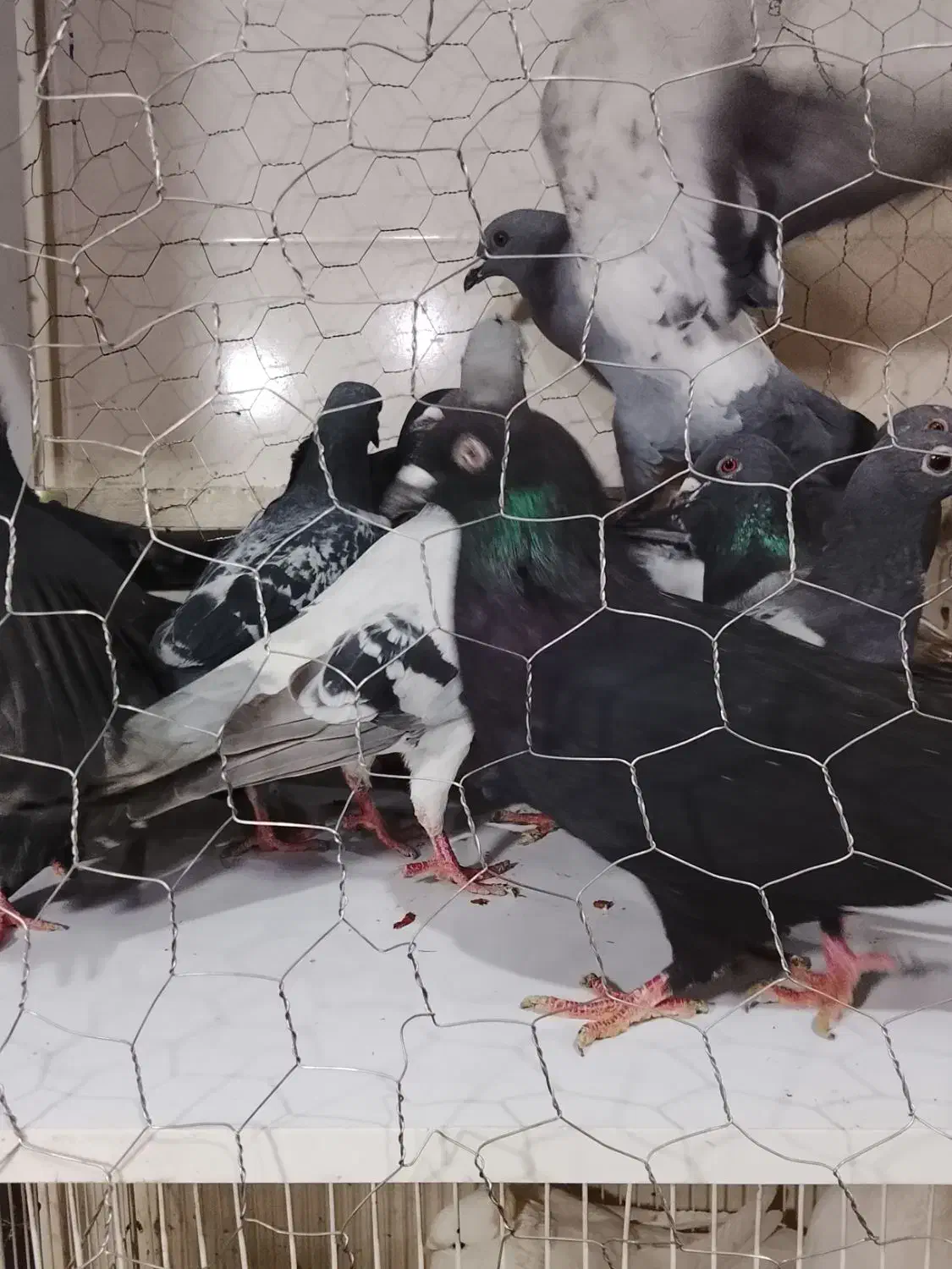 سبز پولک|پرنده|مشهد, کشف|دیوار