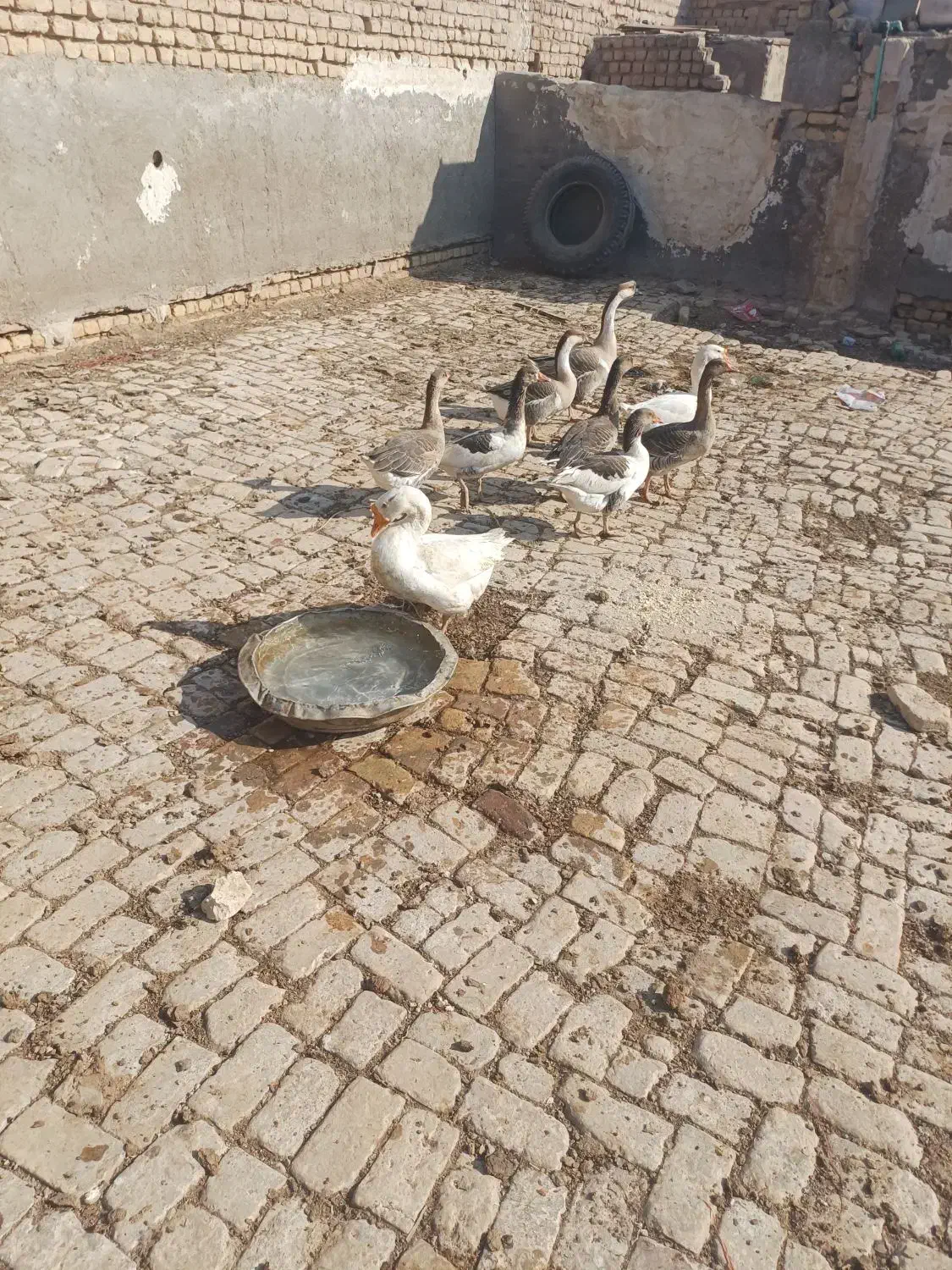 دو جفت قو غاز|پرنده|قم, قلعه صدری|دیوار