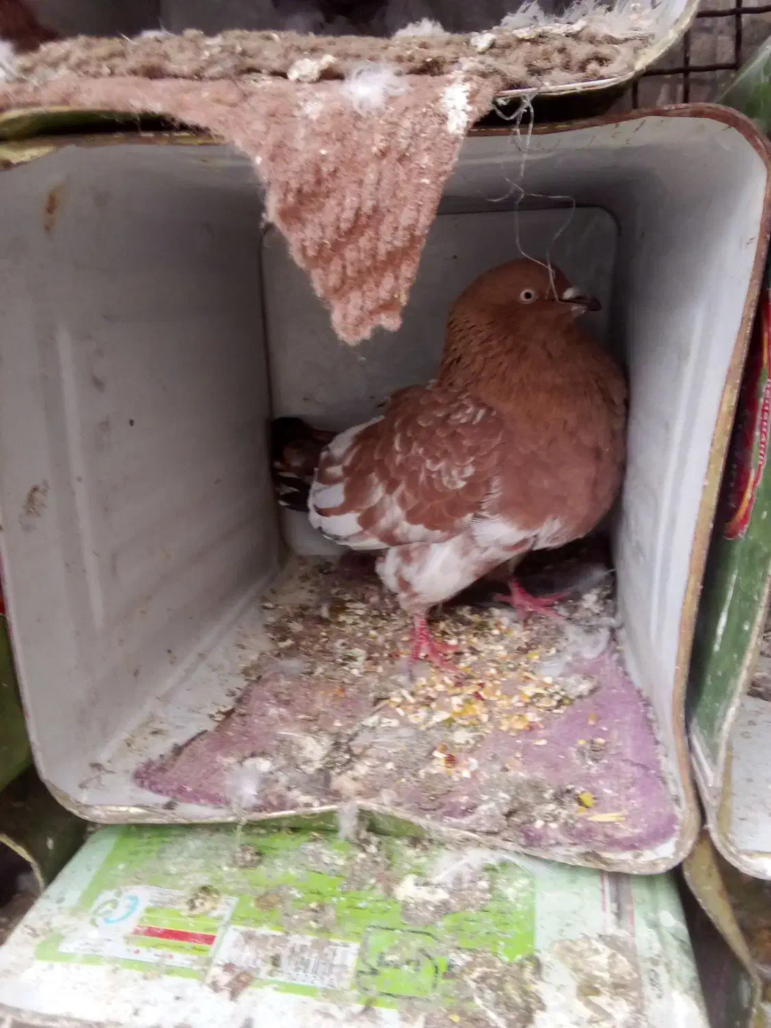 حلب براچال کبوتر|لوازم جانبی حیوانات|ایذه, |دیوار