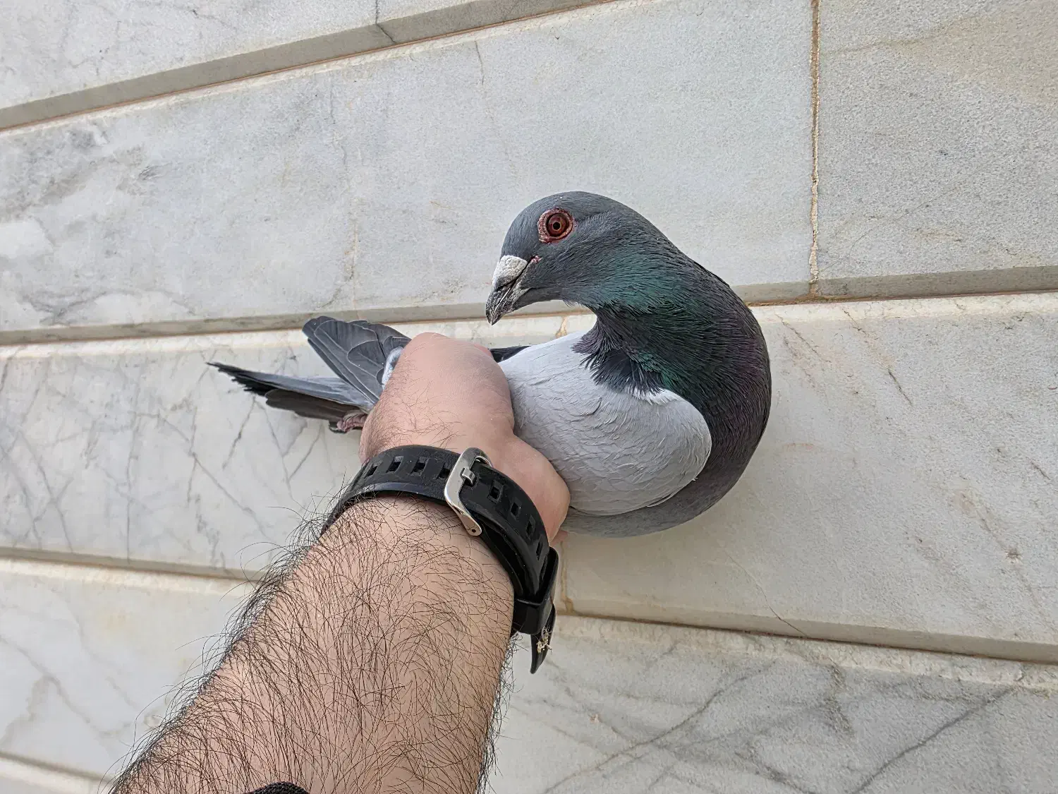 پلاکی|پرنده|نجف‌آباد, حومه نجف آباد|دیوار