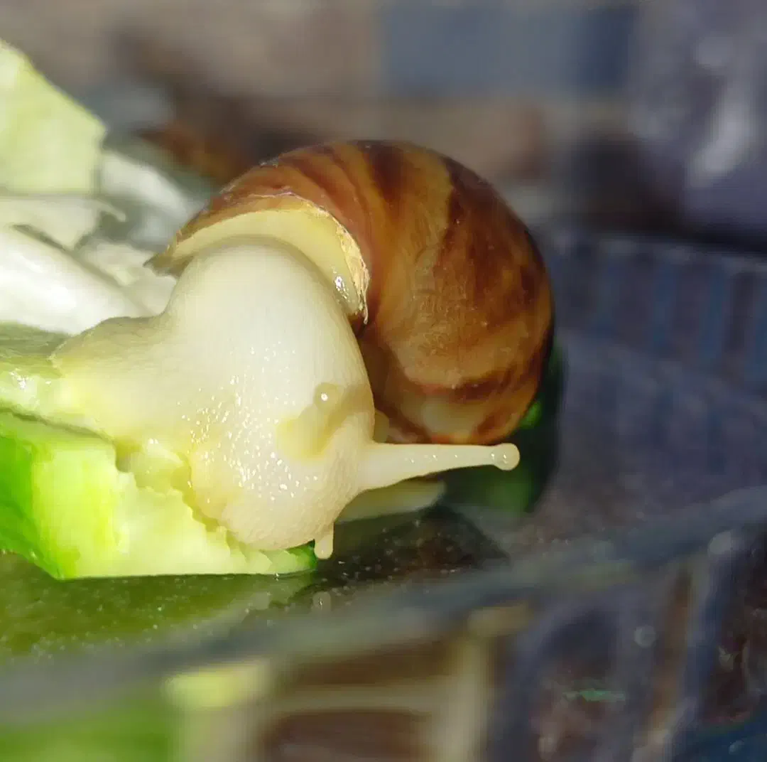 فروش حلزون آچاتینا برای حلزون تراپی|خزنده|ابهر, |دیوار