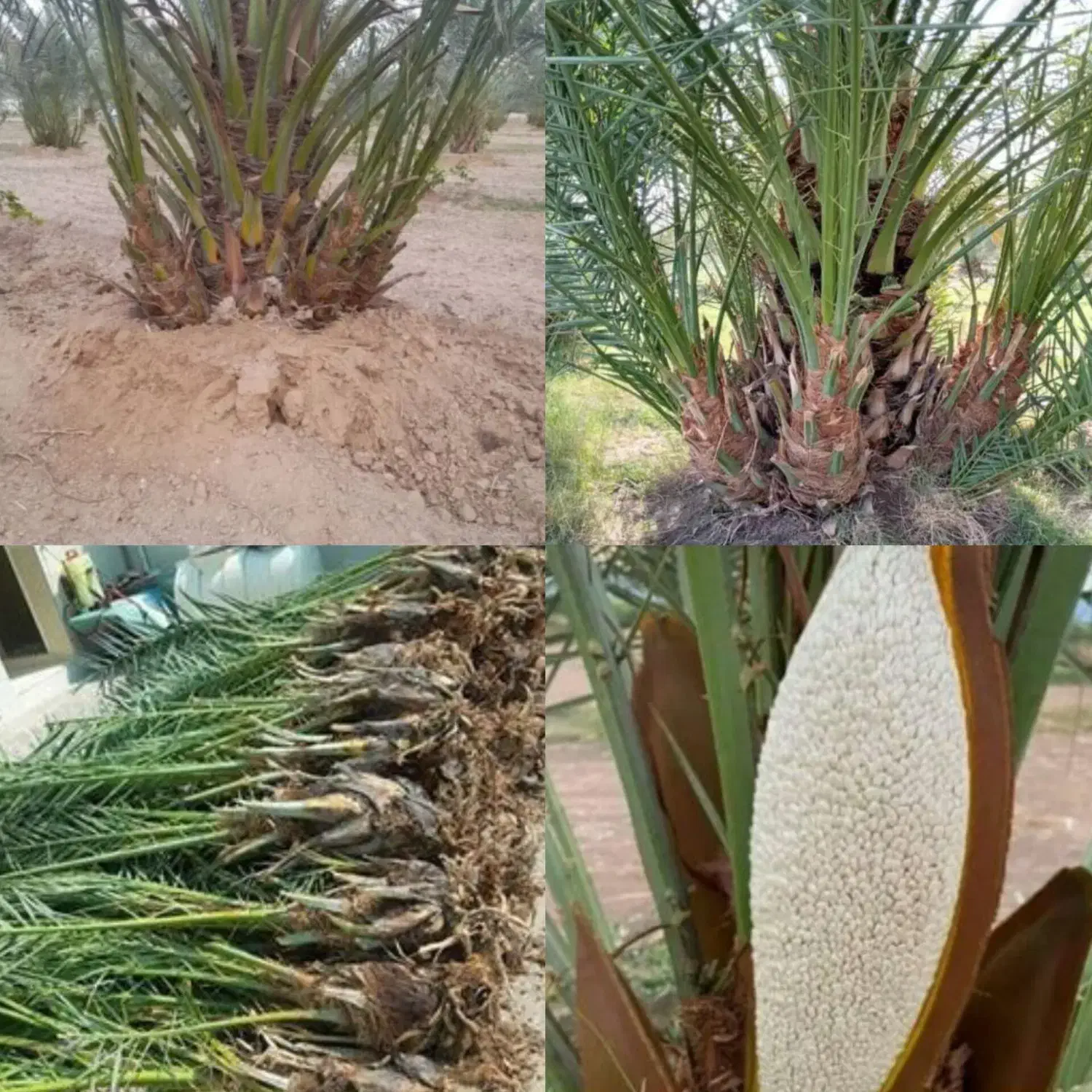 خرید و فروش انواع پاجوش های نخل|خدمات باغبانی و درختکاری|فورگ, |دیوار